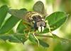 Chrysotoxum cautum